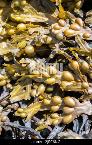 Nahaufnahme von Braunalgen-Algen-Fucus vesiculosus Stockfoto