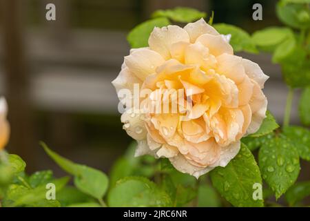 Eine wunderschöne Aprikose/gelbe Rose namens Rosa Bathsheba. Eine David Austin kletternde Rose, die in einem englischen Garten blüht. VEREINIGTES KÖNIGREICH Stockfoto