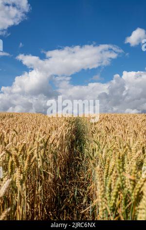 Weizenfeld in Berwickshire, Scottish Borders, Großbritannien Stockfoto