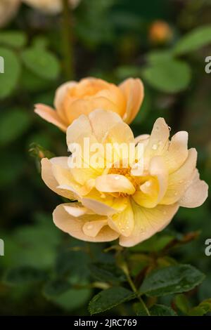 Eine wunderschöne Aprikosenrose namens Rosa die Lerche steigt nach einem Regenschauer auf. Eine Strauchrose von David Austin, die in einem englischen Garten blüht. VEREINIGTES KÖNIGREICH Stockfoto