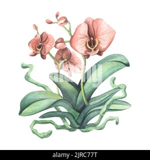 Eine Orchideenblume mit Blättern, Wurzeln und korallenfarbenen Blüten. Aquarelldarstellung, isoliertes Objekt. Für die Dekoration und Gestaltung von Wohnräumen Stockfoto