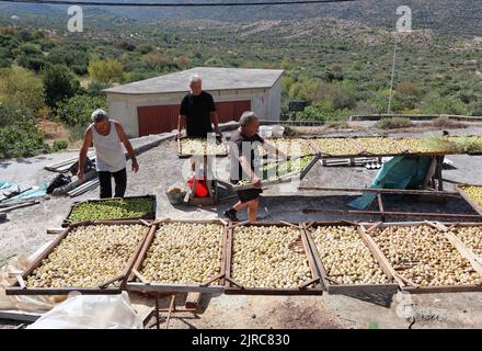 Die traditionelle Art der Feigen-Trocknung ist auf dem Bild in Grabastica, Region Dalmatien, am 23. August 2022 zu sehen. Die Bewohner von Grebastica zärten die Gewohnheit, die Feigen auf natürliche Weise zu trocknen. Sie lassen die Früchte einfach in den sogenannten Gazijola-Tischen, die außerhalb des Schattens stehen. Die Sonne trocknet die Feigen, verdunstet die Säfte und erhöht die Stärke des fruchtigen Aromas. Foto: Dusko Jaramaz/PIXSELL Stockfoto