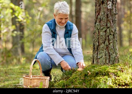 Ältere Frau, die im Herbstwald Pilze pflückt Stockfoto