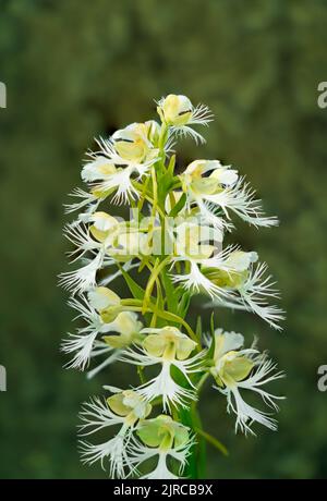 Die Western-Gefranste Orchidee blüht im Tall Grass-Gesteinsschutzgebiet in der Nähe von Tolstoi, Manitoba, Kanada. Stockfoto
