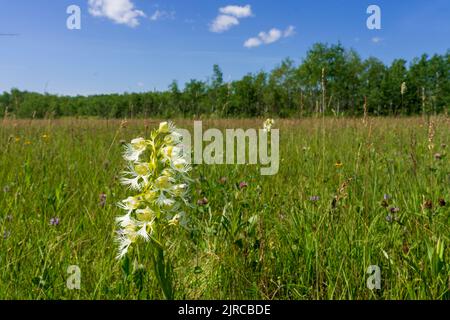 Die Western-Gefranste Orchidee blüht im Tall Grass-Gesteinsschutzgebiet in der Nähe von Tolstoi, Manitoba, Kanada. Stockfoto