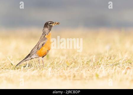 Ein amerikanischer Rotkehlchen (Turdus migratorius), der im Morgenlicht in einem Park im Gras auf Nahrungssuche ist. Stockfoto