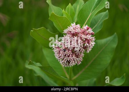 Eine blühende Milchkrautpflanze im Discovery Nature Sanctuary in Winkler, Manitoba, Kanada Stockfoto