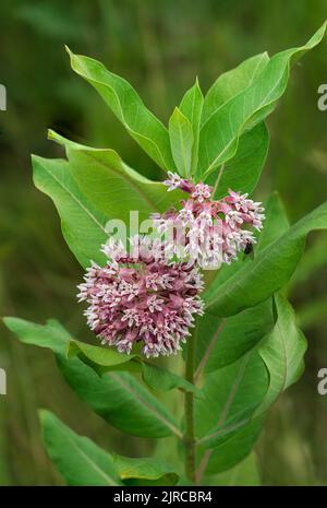 Eine blühende Milchkrautpflanze im Discovery Nature Sanctuary in Winkler, Manitoba, Kanada Stockfoto