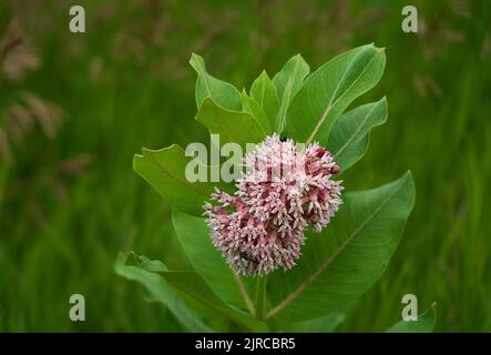 Eine blühende Milchkrautpflanze im Discovery Nature Sanctuary in Winkler, Manitoba, Kanada Stockfoto