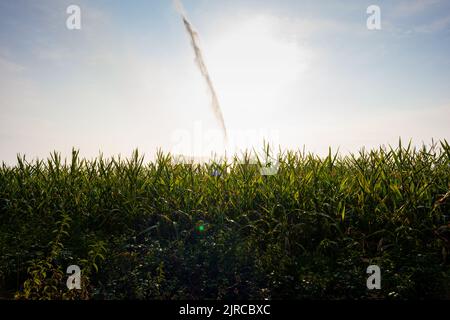 Blick auf den Wasserspritzer des Bewässerungssystems im Maisfeld entlang des Weges von Saint Jacques du Puy. Frankreich Stockfoto