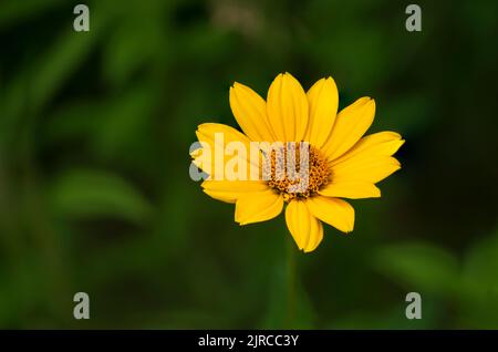 Eine Heliopsis-Sonnenblumenblüte, die in der Nähe von La Riviere, Manitoba, Kanada, blüht. Stockfoto