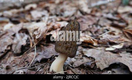 Morel Pilz wächst im Wald. Stockfoto