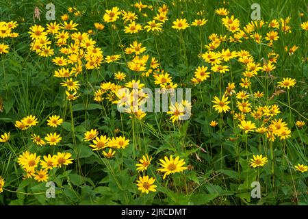 Ein Heliopsis-Feld, das im Riding Mountain National Park, Manitoba, Kanada, blüht. Stockfoto