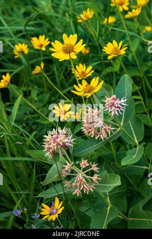 Milchküken und Falsche Sonnenblumen blühen im Riding Mountain National Park, Manitoba, Kanada. Stockfoto