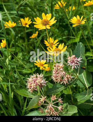 Milchküken und Falsche Sonnenblumen blühen im Riding Mountain National Park, Manitoba, Kanada. Stockfoto