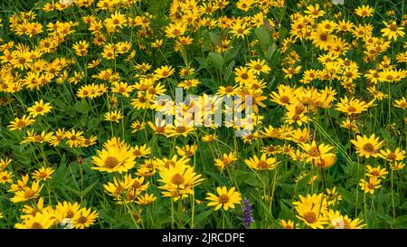 Ein Heliopsis-Feld, das im Riding Mountain National Park, Manitoba, Kanada, blüht. Stockfoto