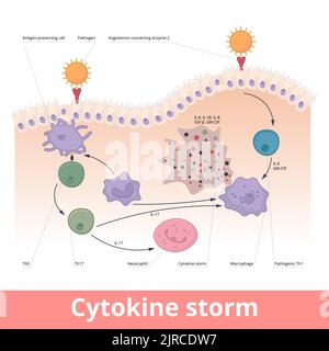 Zytokinsturm. Hyperzytokinämie, bei der das Immunsystem eine Freisetzung von Zytokinen mit Hilfe von Makrophagen, t Helferzellen, Neutrophilen verursacht. Stock Vektor