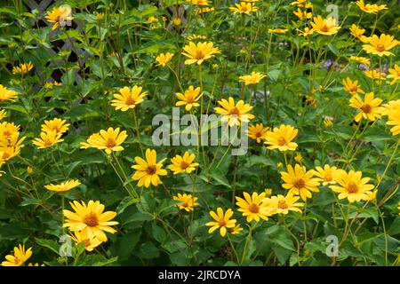 Ein Heliopsis-Feld, das im Riding Mountain National Park, Manitoba, Kanada, blüht. Stockfoto