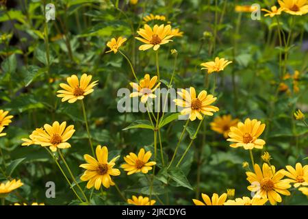 Ein Heliopsis-Feld, das im Riding Mountain National Park, Manitoba, Kanada, blüht. Stockfoto