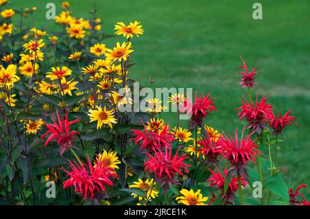 Der scharlachrote Bienenstock und die falschen Sonnenblumen blühen im Riding Mountain National Park, Manitoba, Kanada. Stockfoto