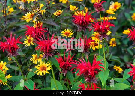 Der scharlachrote Bienenstock und die falschen Sonnenblumen blühen im Riding Mountain National Park, Manitoba, Kanada. Stockfoto