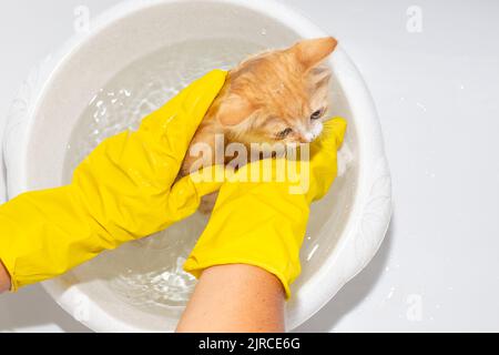 Behandlung eines Kätzchens aus Flöhen. Eine Frau mit Schutzhandschuhen wäscht ein Ingwer-Kätzchen, nachdem sie Flöhe geköpft hat. Stockfoto