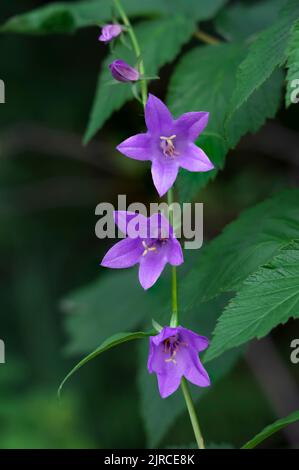 Blumen der kriechenden Glockenblume, die im Riding Mountain National Park, Manitoba, kanada, blüht. Stockfoto
