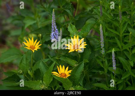 Die falsche Sonnenblume blüht im Riding Mountain National Park, Manitoba, Kanada. Stockfoto