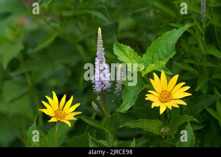 Die falsche Sonnenblume blüht im Riding Mountain National Park, Manitoba, Kanada. Stockfoto