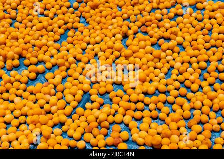 Aprikosen trocknen auf dem Boden. Getrocknete Früchte Produktion Hintergrundbild. Aprikosenproduktion in Malatya Türkei. Stockfoto