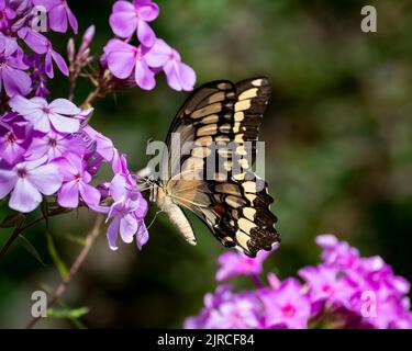 Ein riesiger Schwalbenschwanzschmetterling, Papilio cresphontes, bestäubt rosa Phlox-Blüten in einem Garten in Speculator, NY, USA Stockfoto