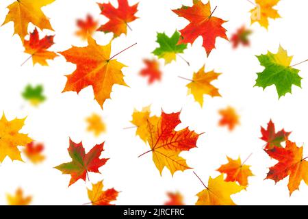 Fallendes Herbstblatt aus Ahornholz isoliert auf weißem Hintergrund, selektiver Fokus Stockfoto