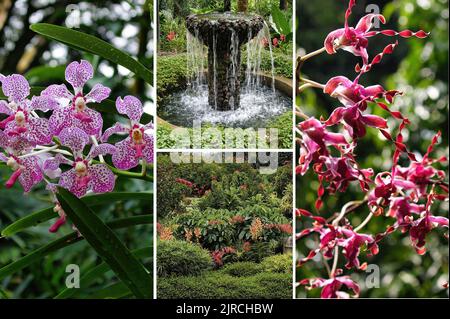 Der wunderschöne National Orchid Garden in Singapur Stockfoto