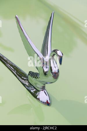 Die Schwanenhaube Ornament aus einem klassischen Packard Automobil. Stockfoto