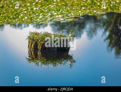 Stumpf mit jungen Bäumen bedeckt, die im Waldsee im frühen Morgenlicht stehen. Wildpflanzen wachsen aus einem Stumpf im Wasser. Wunderschöne Landschaft Stockfoto