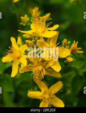 Hypericum perforatum, bekannt als Johanniskraut, häufig oder perforiert Johanniskraut. Heilkräuter wachsen auf wilder Wiese. Natürliche Kräutermedizin, ec Stockfoto