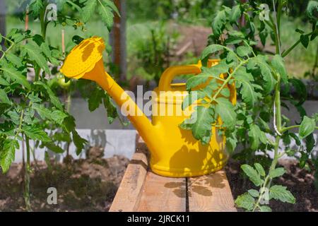 Neben jungen Tomatensträuchern steht an einem sonnigen Tag in einem Gewächshaus eine gelbe Gießkanne aus Kunststoff. Stockfoto