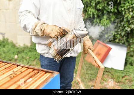 Imker raucht Bienen mit Bienenraucher auf der Imkerei. Stockfoto