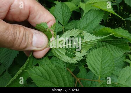 Blattwespen-Larven (Tenthredinidae) fressen die Blätter eines Wald-Geissbart (Aruncus dioicus) Stockfoto