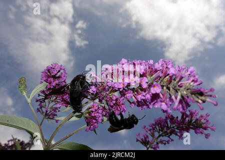 Große blaue Holzbiene, auch Blauwarze oder Violettflügelige Holzbiene (Xylocopa violacea) an der Blüte eines Schmetterlingsflieders oder Sommerflied Stockfoto