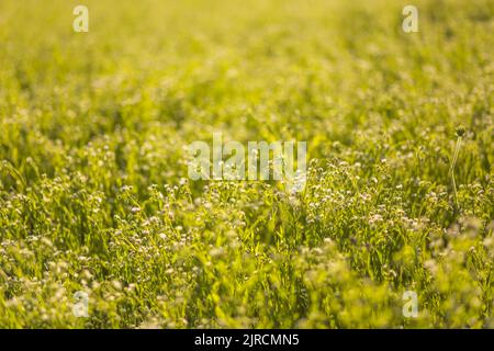 Ein gelbes Feld mit einer Wildpflanze Melilotus, bekannt als Melilot, Süßklee und Kumoniga, Süßklee Krankheit lat. Melilotus officinalis . Honigplan Stockfoto