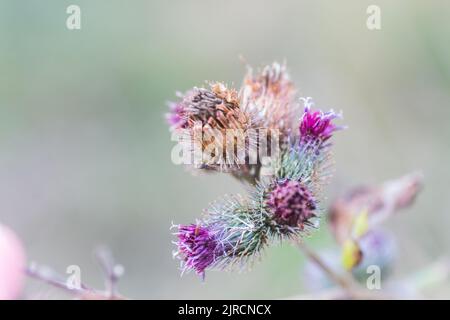 Getrocknete Blütenstände und violette Distelblüte auf grünem Hintergrund. Heilpflanze ökologisch saubere Fläche. Floraler Hintergrund. Sterbende Pflanze Herbst n Stockfoto