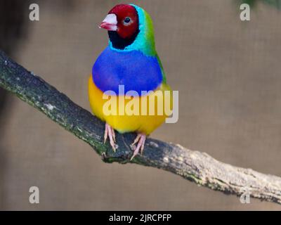 Ein Nahaufnahme-Porträt eines auffälligen prächtigen männlichen Gouldian Finch mit blendend bunten Gefieder. Stockfoto