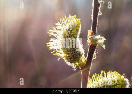 Nicht flauschig blühende Blütenstände Kätzchen stechige Weide im frühen Frühjahr vor den Blättern. Honigpflanzen Ukraine. Sammelt Pollen von Blumen. Stockfoto