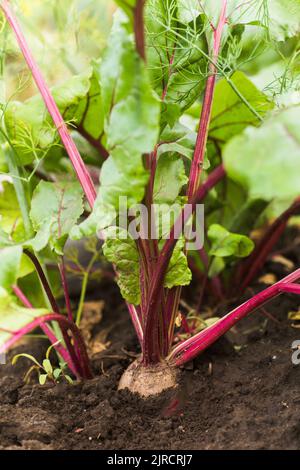 Meeresrüben, Beta vulgaris subsp. Maritima, Rote Beete, Tisch, Garten, rot, Oder Goldrüben, Rübenwurzelernte im Boden im Garten. Rüben im Garten Stockfoto