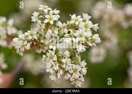 Blühende wachsende Buchweizenpflanze auf landwirtschaftlichem Feld. Stockfoto