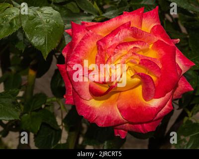 ROSA CHINENSIS in den Farben Gelb, Orange und Rot, im Garten Stockfoto