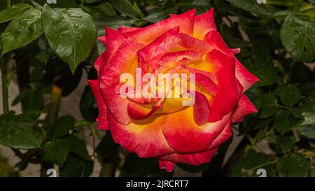 ROSA CHINENSIS in den Farben Gelb, Orange und Rot, im Garten Stockfoto