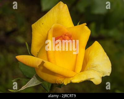 Gelbe Rose im Garten mit Wassertröpfchen Stockfoto