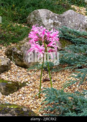 Guernsey Lily Nerine bowdenii blüht in einem Steingarten Stockfoto